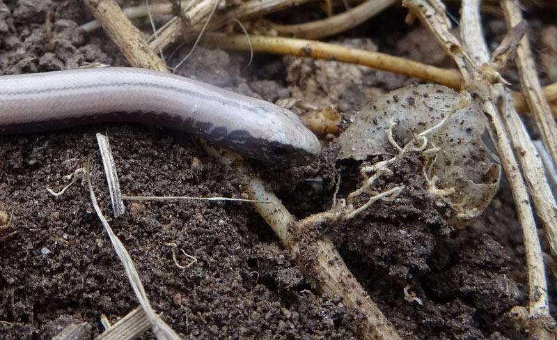 Anguis veronensis (orbettino)